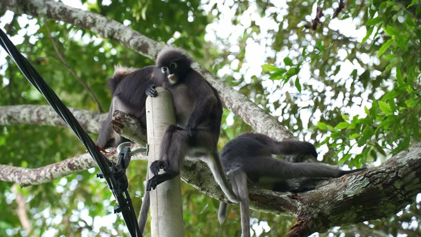 Eye-level medium static shot capturing a group of three dusky leaf monkeys resting on a concrete utility pole and adjacent tree branch near power lines, looking around before one leaps away.