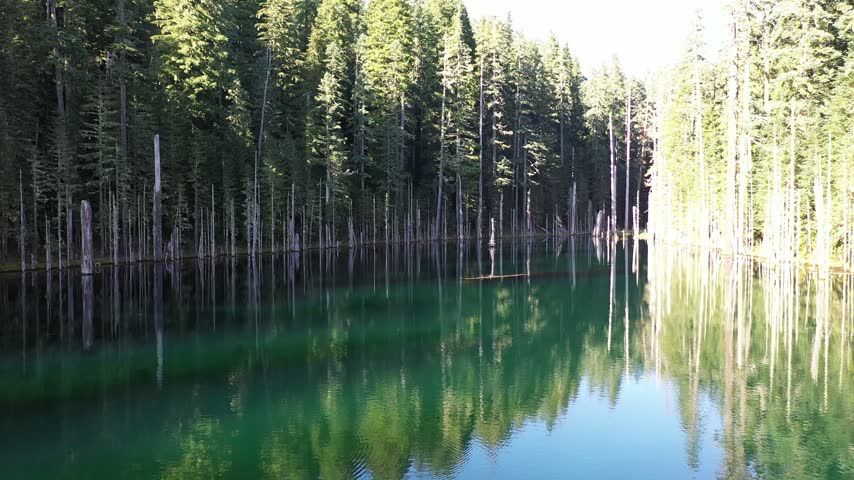 4K aerial drone footage of Blue Lake surrounded by dense evergreen forest in the Mount St. Helens area of Washington, USA. Clear blue and green water is surrounded by tall conifer trees, with numerous dead and dried tree trunks standing in and along the lake. Scenic remote forest lake in the Pacific Northwest creates a peaceful natural background useful for wilderness, environment, woodland, freshwater, outdoor recreation, travel, nature, evergreen forest ecosystem, scenic landscape and atmospheric B-roll themes