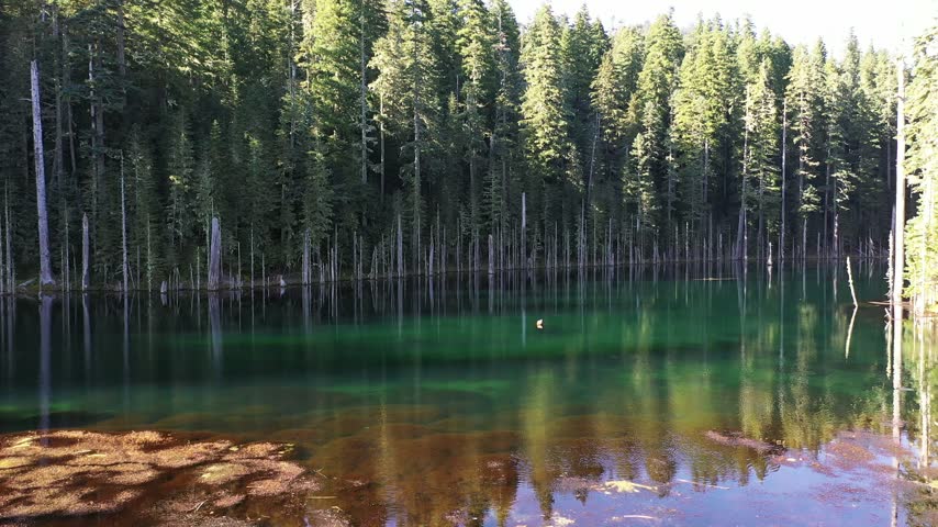 4K aerial drone footage of Blue Lake surrounded by dense evergreen forest in the Mount St. Helens area of Washington, USA. Clear blue and green water is surrounded by tall conifer trees, with numerous dead and dried tree trunks standing in and along the lake. Scenic remote forest lake in the Pacific Northwest creates a peaceful natural background useful for wilderness, environment, woodland, freshwater, outdoor recreation, travel, nature, evergreen forest ecosystem, scenic landscape and atmospheric B-roll themes