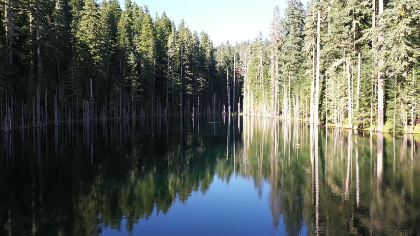 4K aerial drone footage of Blue Lake surrounded by dense evergreen forest in the Mount St. Helens area of Washington, USA. Clear blue and green water is surrounded by tall conifer trees, with numerous dead and dried tree trunks standing in and along the lake. Scenic remote forest lake in the Pacific Northwest creates a peaceful natural background useful for wilderness, environment, woodland, freshwater, outdoor recreation, travel, nature, evergreen forest ecosystem, scenic landscape and atmospheric B-roll themes