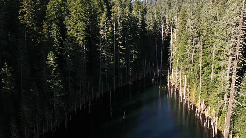 4K aerial drone footage of Blue Lake surrounded by dense evergreen forest in the Mount St. Helens area of Washington, USA. Clear blue and green water is surrounded by tall conifer trees, with numerous dead and dried tree trunks standing in and along the lake. Scenic remote forest lake in the Pacific Northwest creates a peaceful natural background useful for wilderness, environment, woodland, freshwater, outdoor recreation, travel, nature, evergreen forest ecosystem, scenic landscape and atmospheric B-roll themes