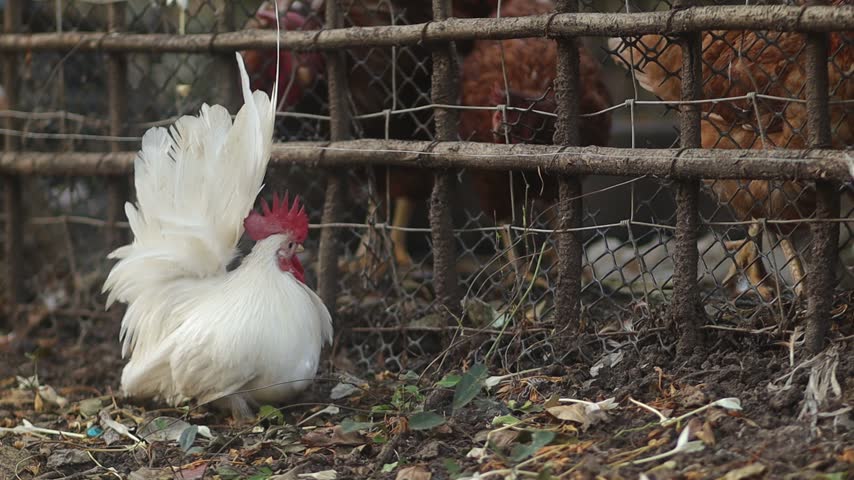 A small white bantam rooster standing beside a wire mesh enclosure on a farm ground with dry leaves.

