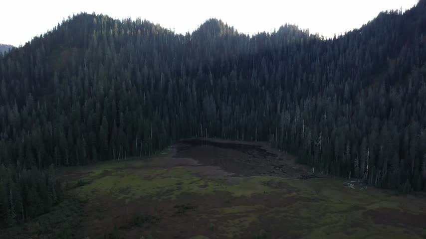 4K aerial drone footage flying above Goat Marsh Lake wetlands near Mount St. Helens in Washington, USA, showing the dense forest reflected in calm water during early fall. Water lilies and aquatic vegetation cover parts of the lake and marsh, surrounded by dark silhouettes of dense evergreen forest and forested highlands under a clear blue sky. Scenic Pacific Northwest landscape representing wetland ecosystem, freshwater habitat, marshland, aquatic plants, volcanic landscape, mountain reflection, forest ecosystem, nature, environment and scenic outdoor B-roll