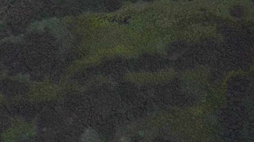 4K aerial drone footage flying above Goat Marsh Lake wetlands near Mount St. Helens in Washington, USA, showing the dense forest reflected in calm water during early fall. Water lilies and aquatic vegetation cover parts of the lake and marsh, surrounded by dark silhouettes of dense evergreen forest and forested highlands under a clear blue sky. Scenic Pacific Northwest landscape representing wetland ecosystem, freshwater habitat, marshland, aquatic plants, volcanic landscape, mountain reflection, forest ecosystem, nature, environment and scenic outdoor B-roll