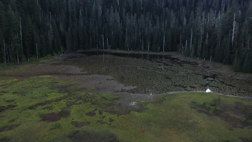 4K aerial drone footage flying above Goat Marsh Lake wetlands near Mount St. Helens in Washington, USA, showing the dense forest reflected in calm water during early fall. Water lilies and aquatic vegetation cover parts of the lake and marsh, surrounded by dark silhouettes of dense evergreen forest and forested highlands under a clear blue sky. Scenic Pacific Northwest landscape representing wetland ecosystem, freshwater habitat, marshland, aquatic plants, volcanic landscape, mountain reflection, forest ecosystem, nature, environment and scenic outdoor B-roll