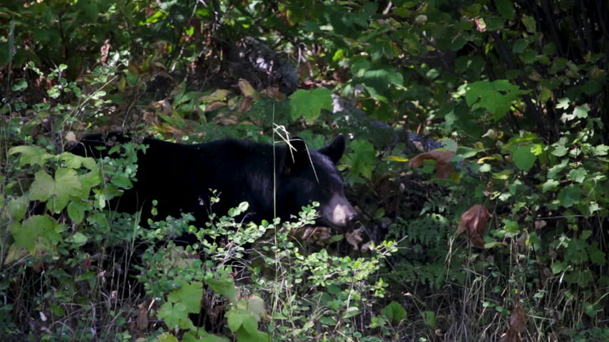 Black bear, Ursus americanus, in the forest