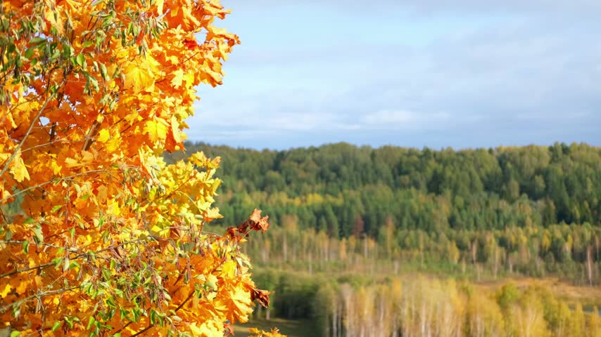 A close-up view of vibrant autumn foliage with bright yellow and orange leaves on a tree branch, overlooking a distant forest under an overcast sky.   