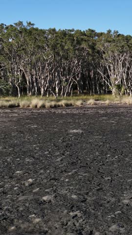 Mudflat foreground with a dense coastal eucalyptus forest under clear daylight in South Stradbroke Island.