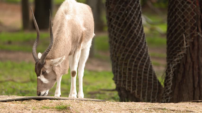 An endangered addax screwhorn antelope grazes calmly on the ground in an outdoor sanctuary.