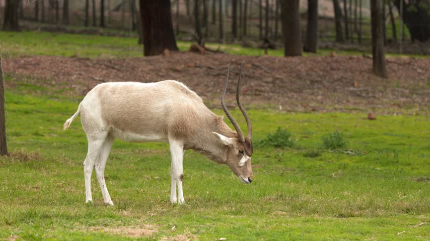 An endangered addax antelope grazes peacefully on a green lawn in Dubbo, Australia.