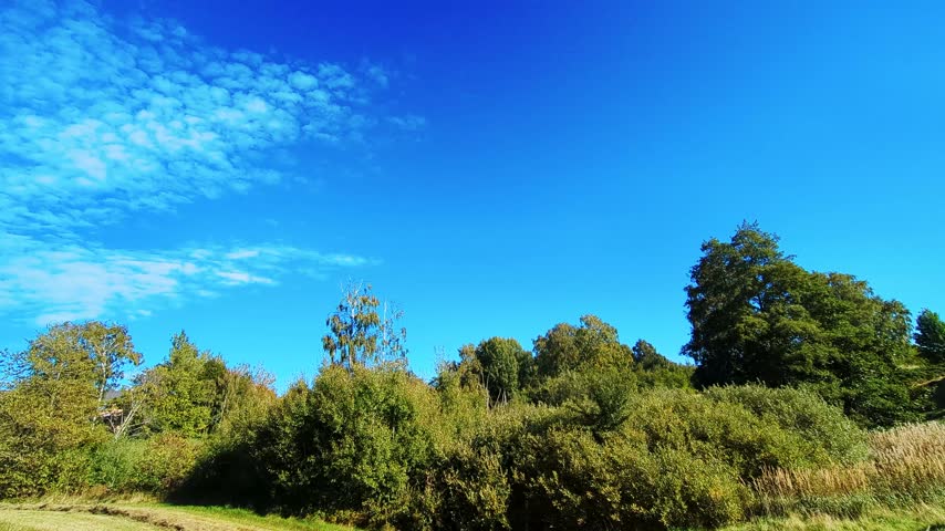 Fast-moving clouds drift over a fall meadow and tall birch trees in Denmark under a deep blue sky