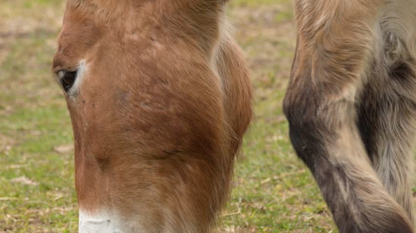 Close up shot tracking an endangered Przewalski wild horse grazing on pasture in Dubbo, Australia.