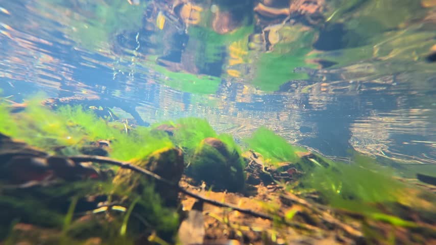 Submerged perspective of a clear freshwater creek with mossy rocks and rippling surface reflections.