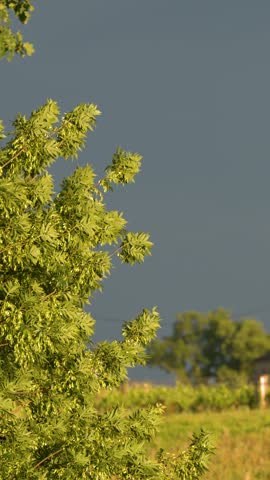 Golden sunlight illuminates green tree foliage swaying against dark dramatic storm clouds in Saint-Emilion, France.