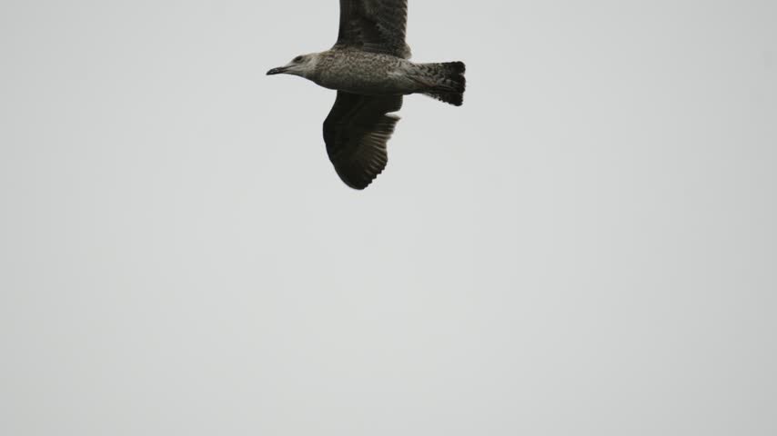 Seagull Flying Through the Air and Behind Tree.