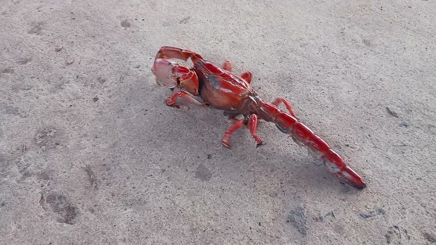 A bright red mud lobster crustacean walking slowly across open dirt ground in close-up perspective.