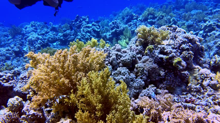 Scuba diver exploring a vibrant and colorful coral reef with tropical fish swimming