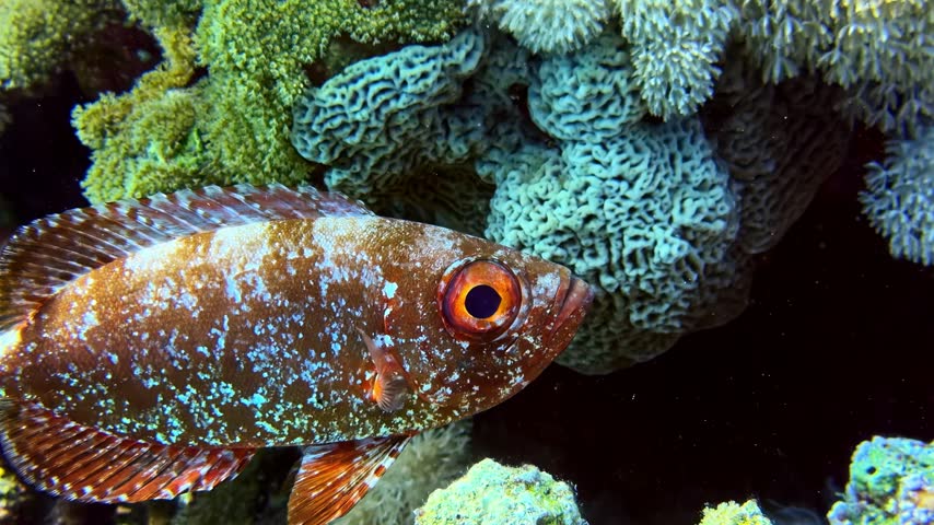 Detailed view of a Priacanthus hamrur fish with its distinctive large eye in an aquatic habitat