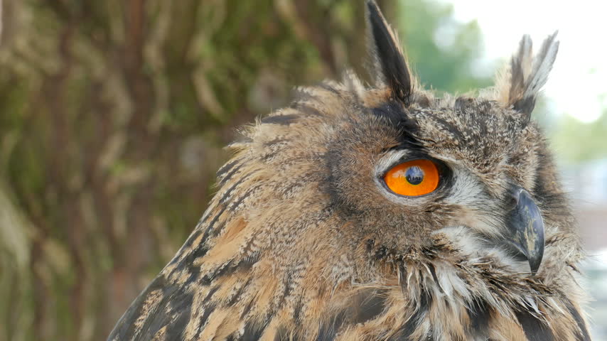 The Eurasian eagle-owl. Latin name - Bubo bubo