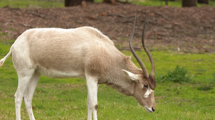 An endangered addax antelope grazes peacefully on a grassy open pasture in daylight.