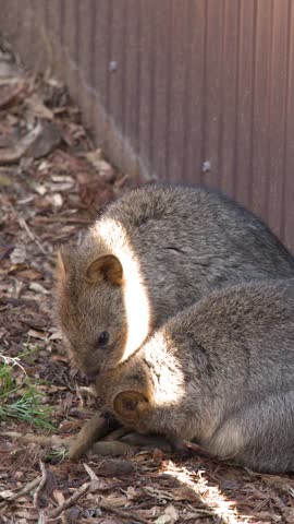 Two quokkas rest closely together in a shaded sanctuary enclosure under dappled sunlight.