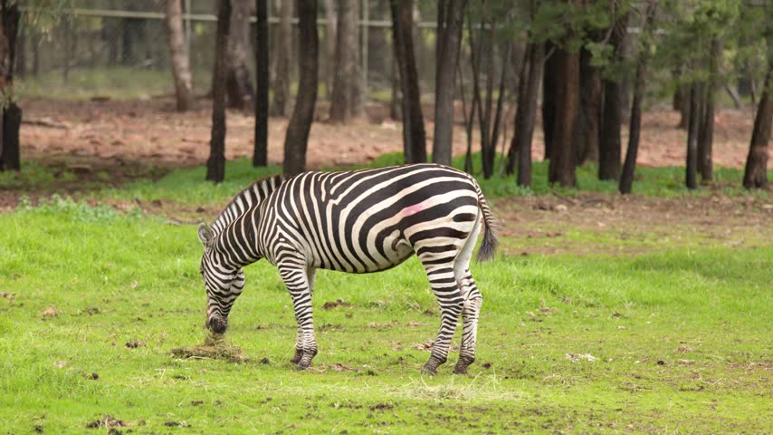 Profile shot of a zebra calmly grazing on green pasture near Dubbo, Australia.
