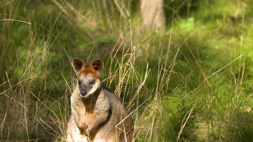A swamp wallaby sits alert among tall grass in sunny Australian woodland in Dubbo.
