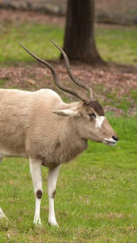 An endangered addax antelope stands alert before lowering its head to graze in Dubbo, Australia.