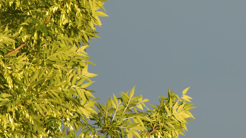 Lush green tree branches sway gently in the breeze beneath a clear sky in France.