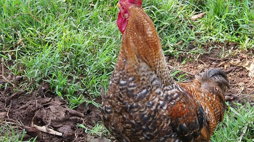 Detailed Close Up Shot of a Majestic Free Range Rooster with a Bright Red Crown Head Standing Proudly Outdoors on the Farm