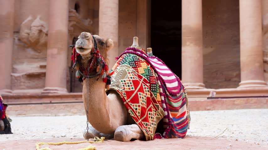 Camel rests before Petra Treasury wearing a colorful traditional saddle, captured in a static medium shot.