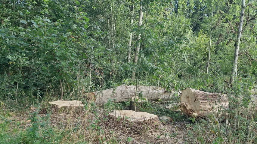 Two large cut poplar tree trunks lying on dry grass, surrounded by shrubs and moving gently in the wind