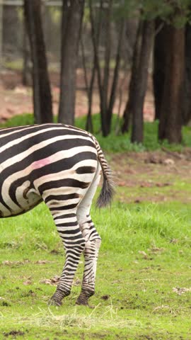 Medium shot of a zebra