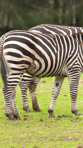 Medium shot of zebras standing side by side on lush grassland in natural daylight.