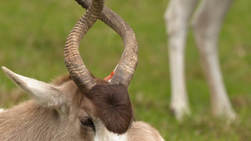 Close-up telephoto shot of an endangered addax screwhorn antelope resting comfortably on green grass.