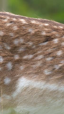 Macro shot of spotted fur coat pattern on grazing fallow deer body in soft daylight.