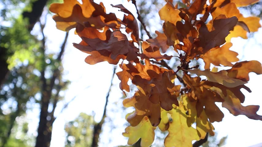 Golden autumn oak leaves illuminated by sunlight in forest