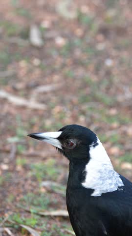 Close-up portrait of an alert Australian magpie standing outdoors on ground in Dubbo, Australia.