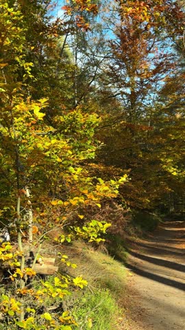 Scenic hiking trail winding through beautiful autumn forest on clear sunny day, surrounded by trees with bright yellow leaves. Vertical view. Peaceful seasonal nature, outdoor scenery.