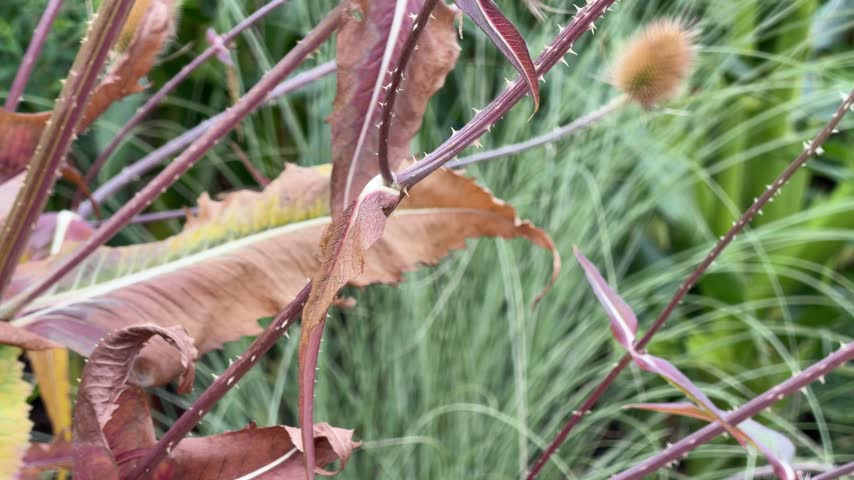 Spiky teasel plant with fuzzy seed heads, Dipsacus sativus amid dry foliage and grass