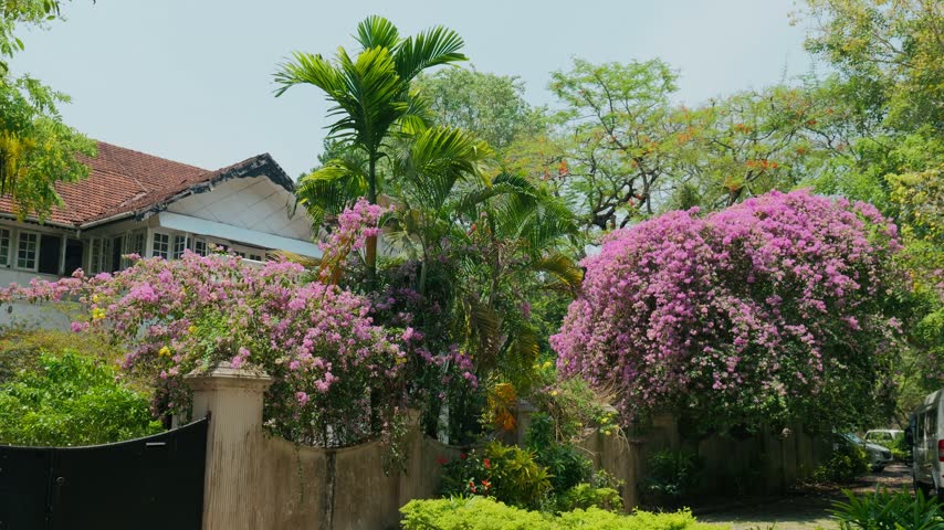 Old House with beautiful pink Bougainvillea 