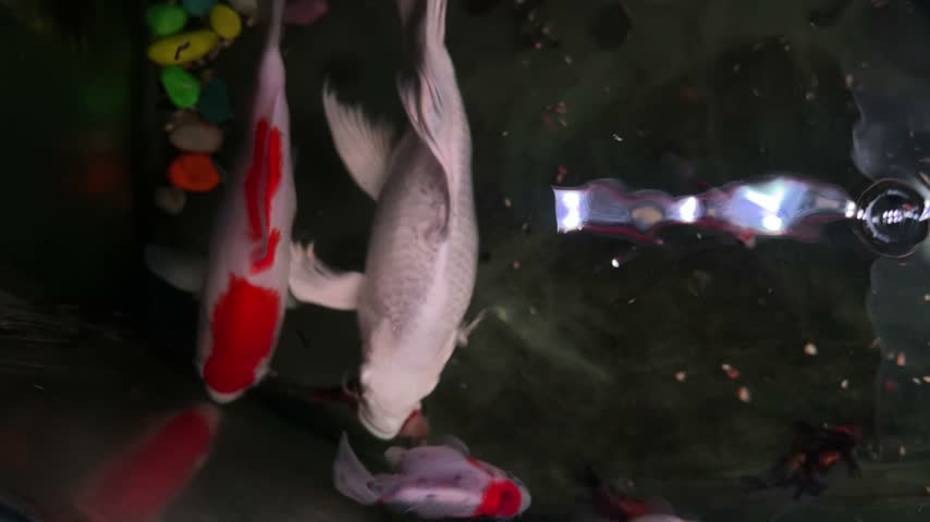Red and white koi swimming together in aquarium water