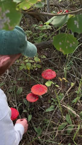 Man collecting fly agaric mushrooms in a forest during autumn