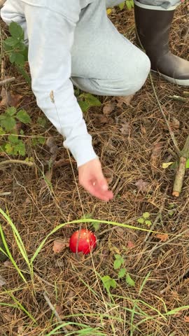 Man gathering fly agaric mushrooms from the forest floor in a woodland setting