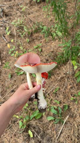 collection of beautiful fly agaric mushrooms in the forest