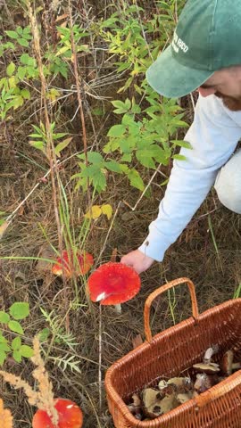 picking red and white fly agaric mushrooms in a natural forest habitat