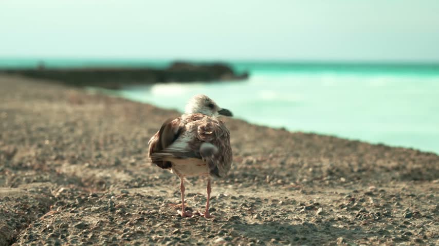 Young brown seagull spreading its wings and flapping while standing on the gravelly shore of an aquamarine sea, getting ready to take off and learning to fly