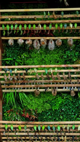 An detailed view of numerous assorted butterfly pupae and chrysalises hanging on a wooden display structure in a conservatory. Ideal for biology.