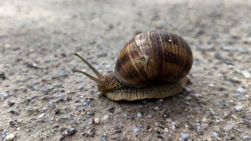 A single garden snail slowly moves across a textured concrete surface with its tentacles extended in a close-up shot.