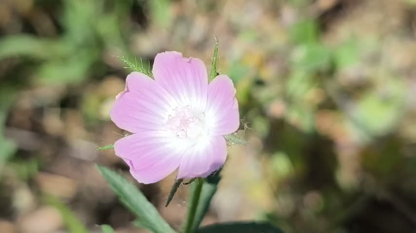 Beautiful purple flower with five petals and a white center